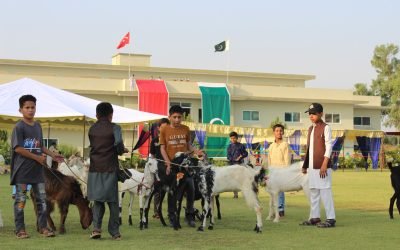 Orphaned children at Khubaib Orphanage in Haripur playing joyfully with goats for Qurbani.