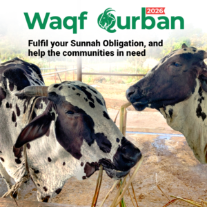 Cow Qurban 2026 by Khubaib Foundation